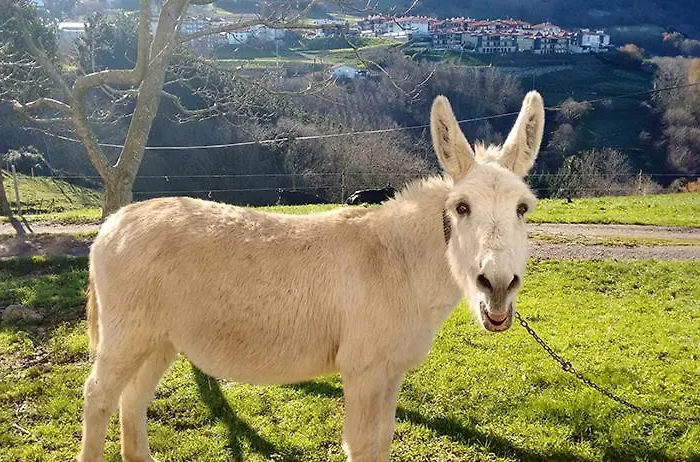 Çiftlik konaklama Agroturismo Azkue