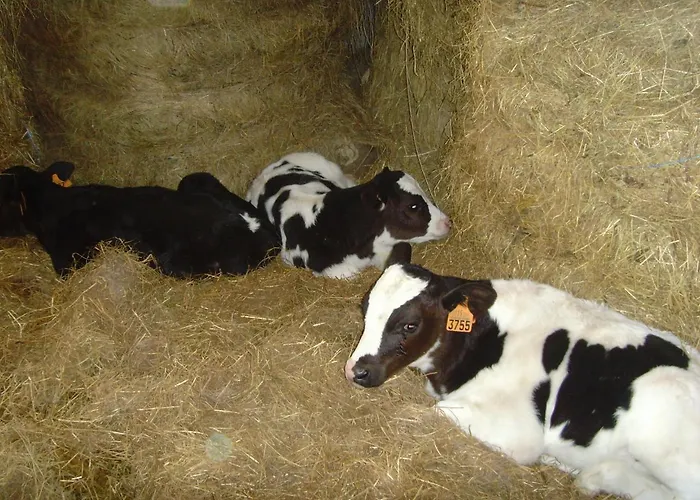 Agroturismo Azkue Aia